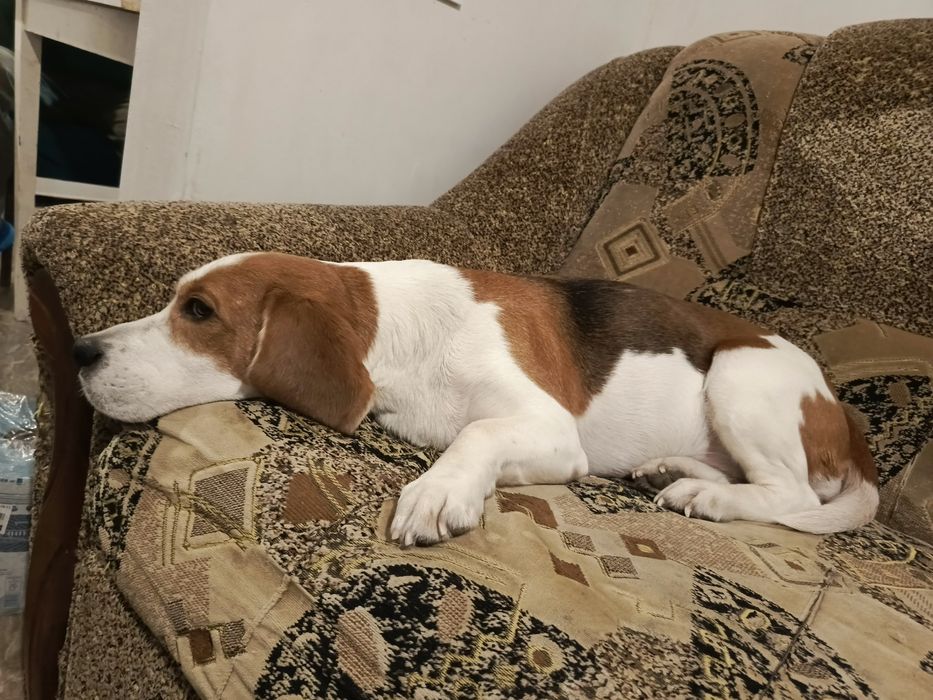 Перетримка тварин