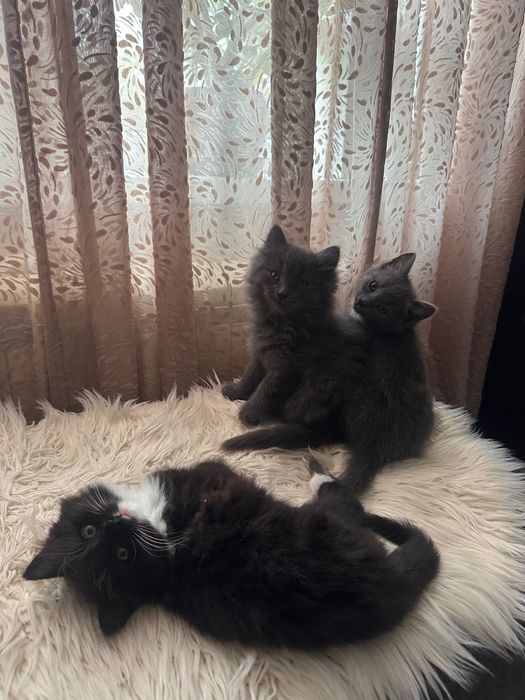 Кошенята шукають дім