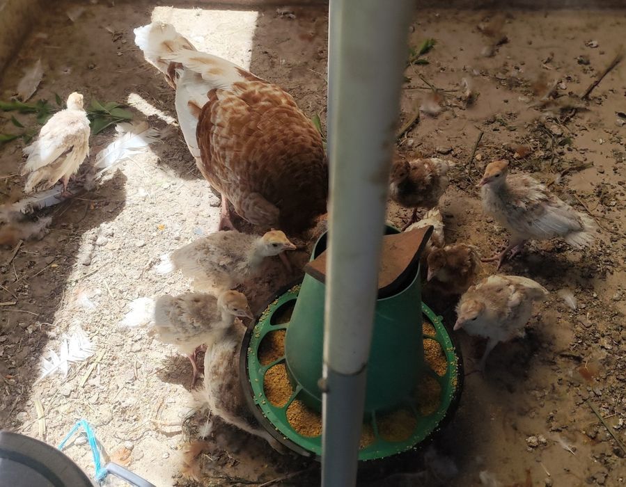 Vendo Casal de Perus e 10 Crias