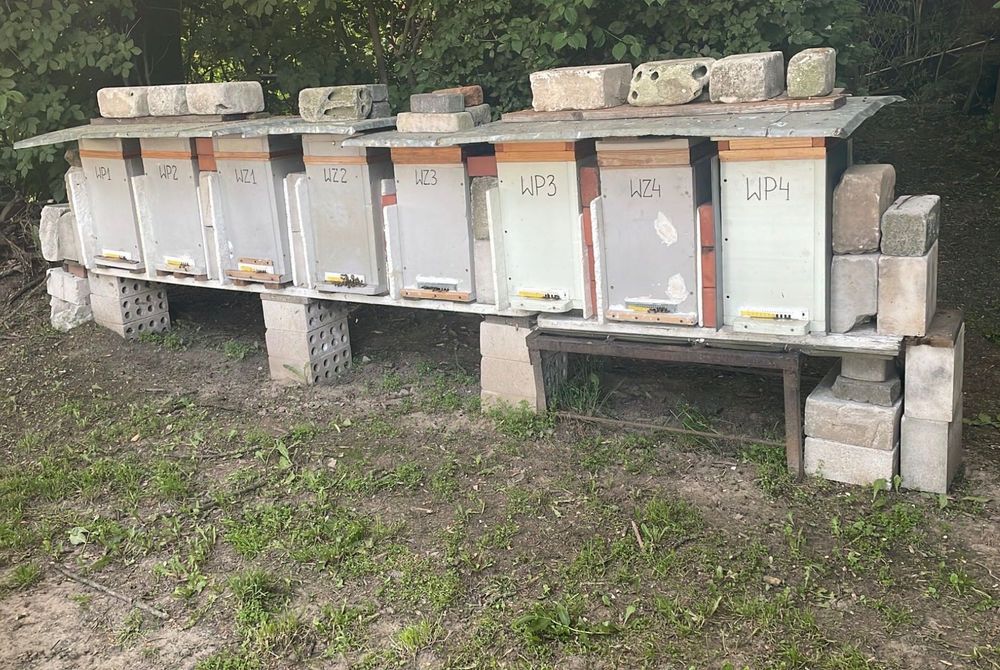 Odkłady pszczele ramka warszawska 6 szt.