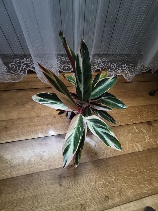 Kwiat domowy maranta  Stromanthe Triostar