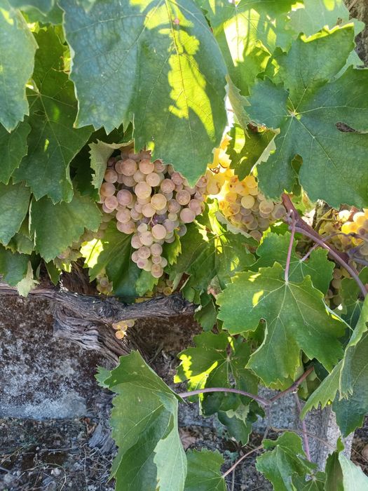 Uvas brancas e tintas para vinho