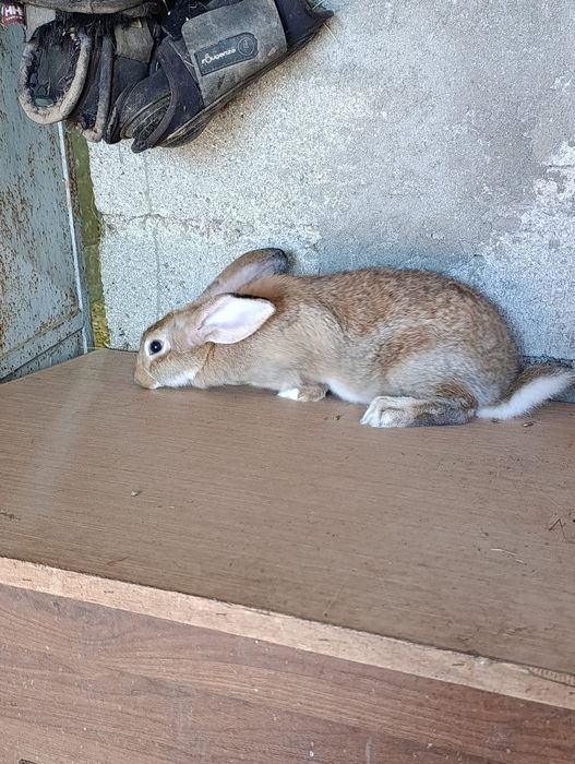 Coelho com 3 meses e meio para reprodução