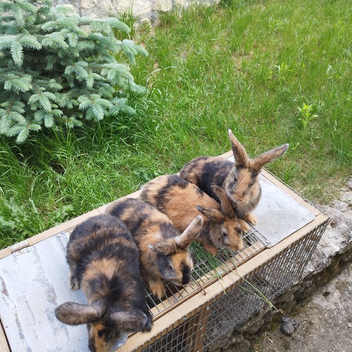 Японський кролик