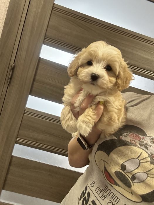 Карамельный мальтипу мальчик