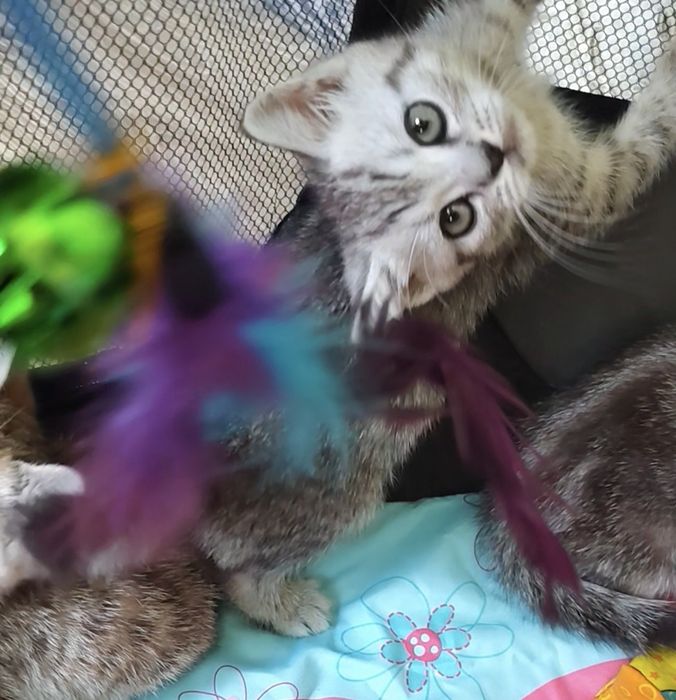 Шотландский Мальчик в Шиншилловой шубке