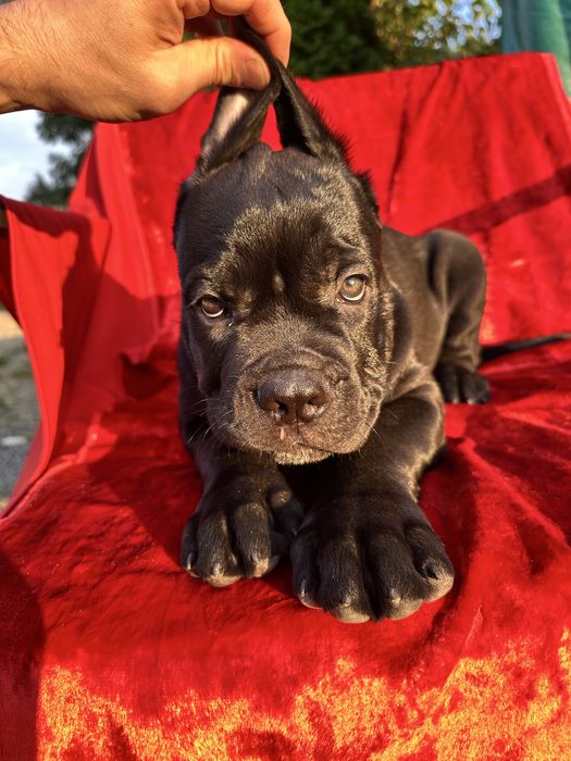 Черный Cane Corso Кевин – крупный племенной мальчик 2 мес