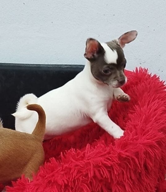 Chihuahua biało liliowa