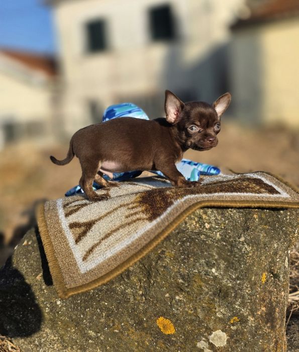 Chihuahua Macho Pêlo Curto