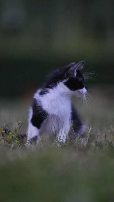 Kotek czarno biały 2.5miesiaca