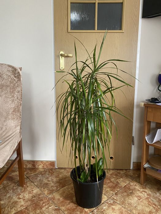 Dracena jak na zdjeciu