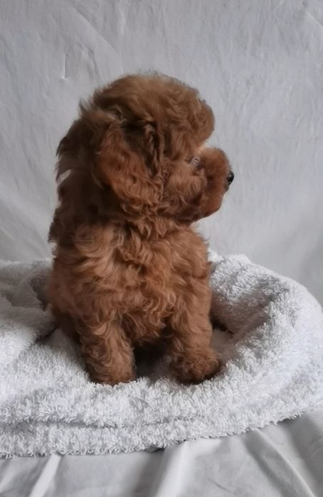 Хлопчик той пудель