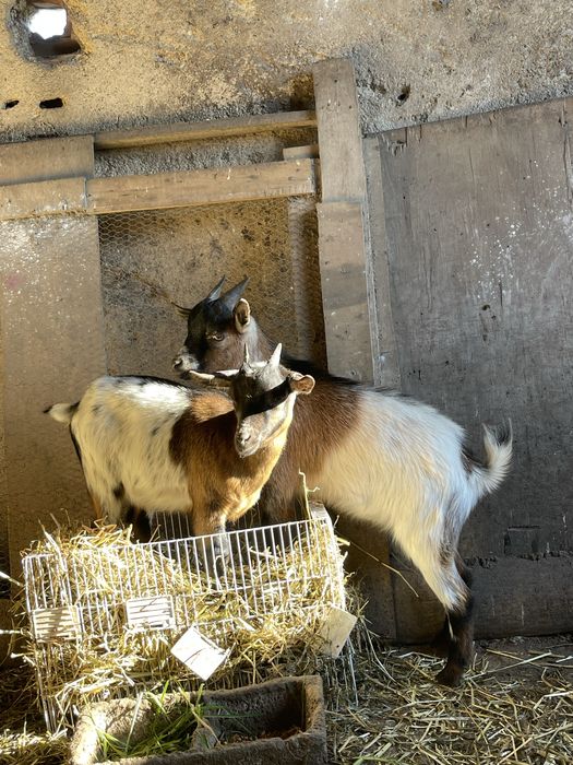 Cabrinhas anãs com 5 meses