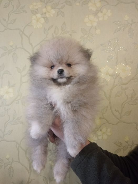 Померанский шпиц,девочки