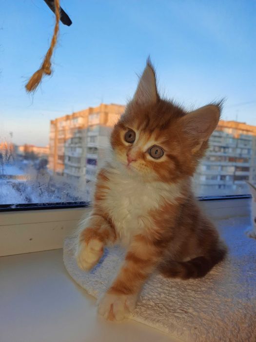 Мейн-кун кошенята