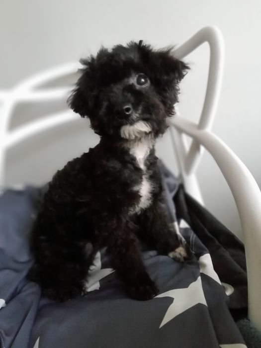 Мальтіпушки дівчаткаF2