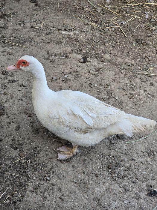 Casal de patos mudos adultos