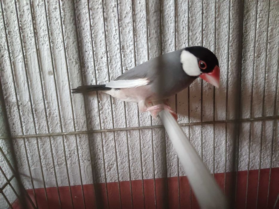 Vendo casal de pardais de java cinza