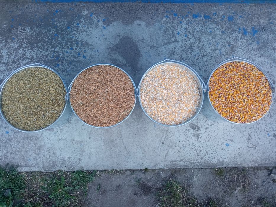 Кукурудза.Пшениця