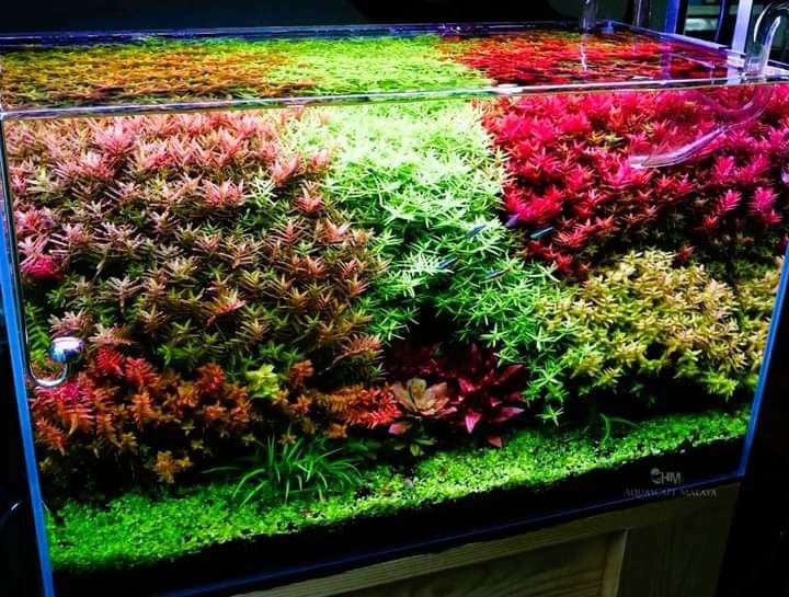 Rotalo blood red singapura