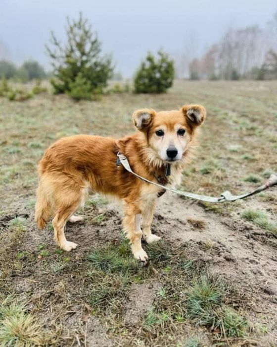 Biedny Precel szuka swojego domu