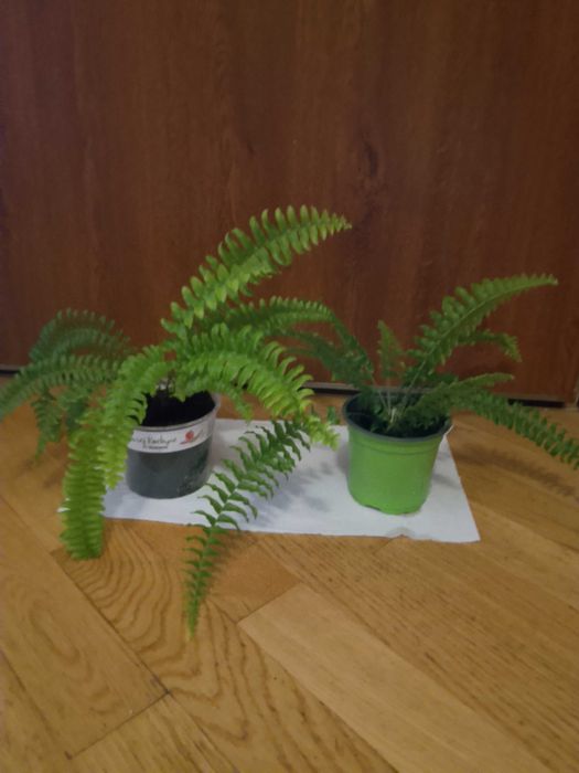 Sadzonka paproci domowej