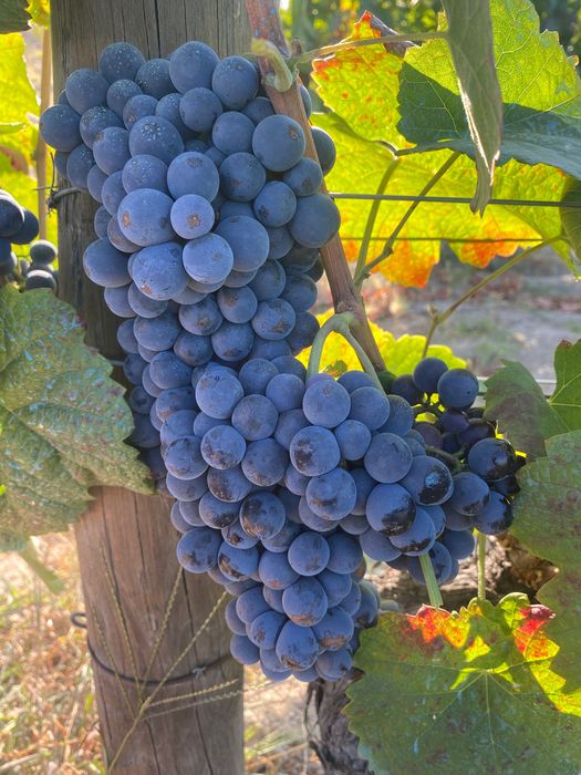 Uvas para vinho