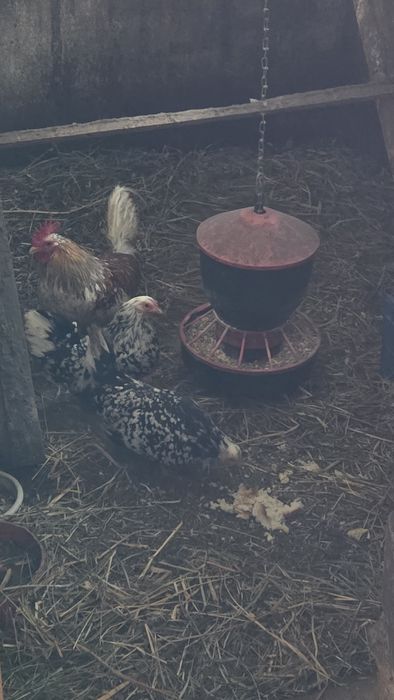 Liliputy nakrapiane 2+1