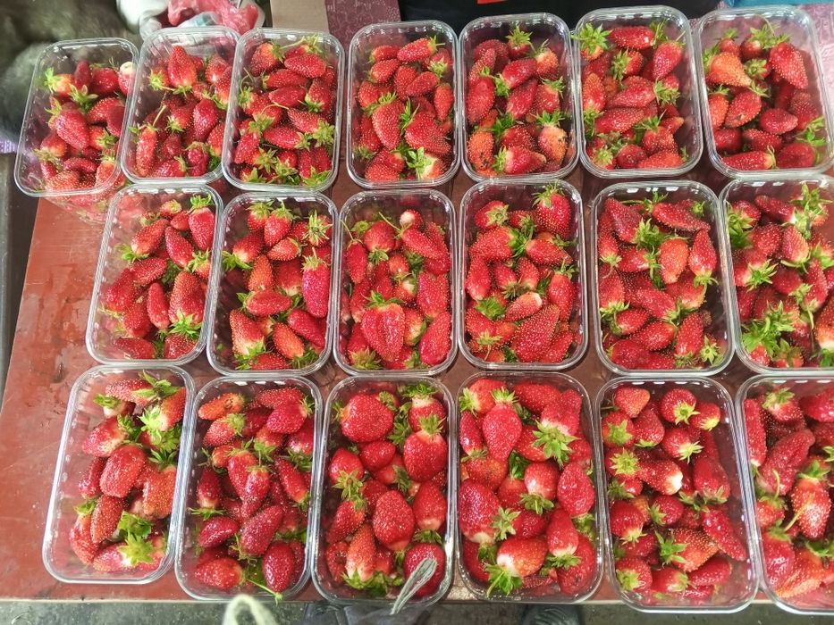 Домашня ЕКО полуниця  свіжа  напряму від виробника — збір сьог