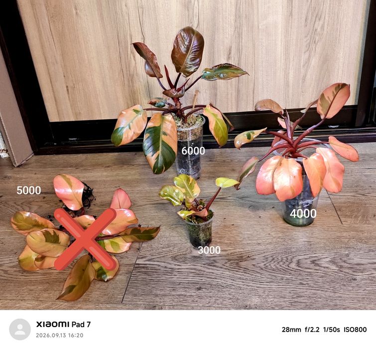 Филодендрон Philodendron Black cardinal variegated Monstera