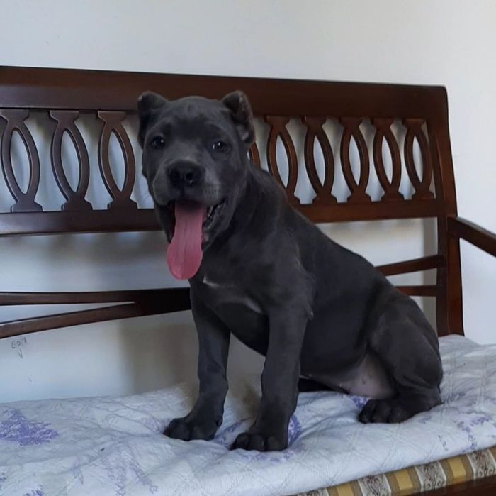 купірувана дівчинка кане корсо