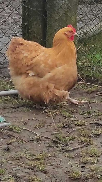 Продам курей Орпінгтонів і інкубаційних яєць.