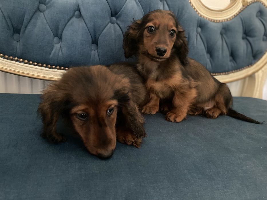 Jamnik długowłosy miniaturowy piesek