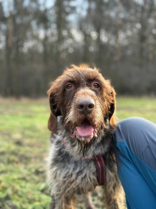 wyżeł  niemiecki szorstkowlosy  w schronisku w skierniwicach