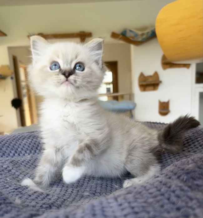 Ragdoll, kociak, kocię, kocurek
