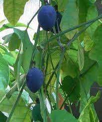 maracujas azulis ou preto