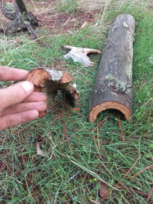 Troncos para aquários