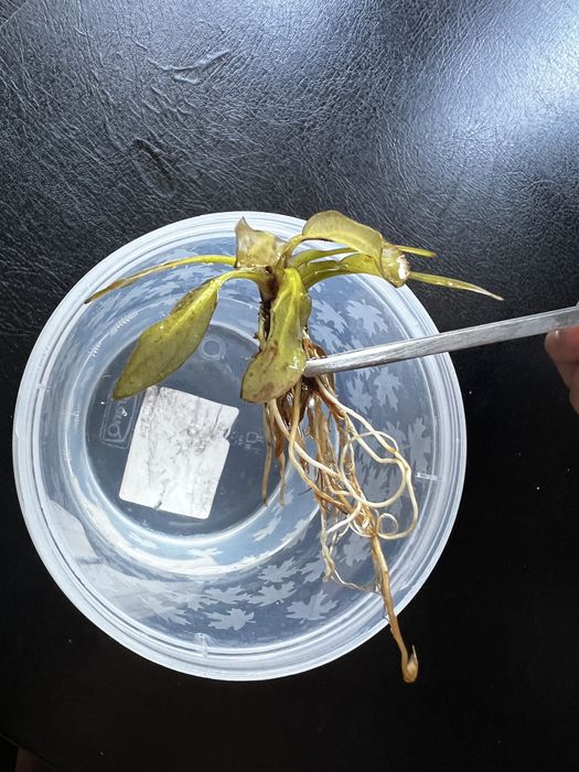 Echinodorus barthii