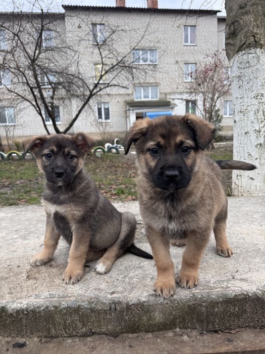 Віддам в добрі руки цуценя