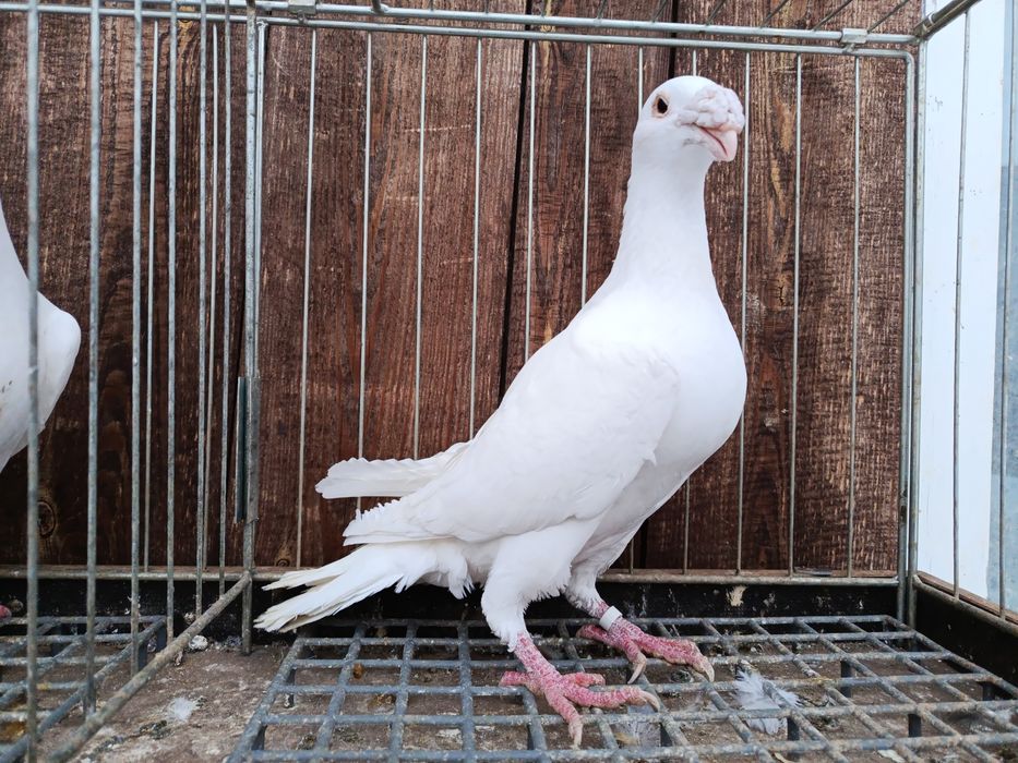 Rzeszowskie rzeszowski białe