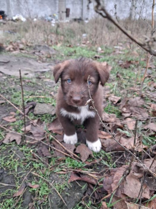 Чарівні цуценята в добрі руки