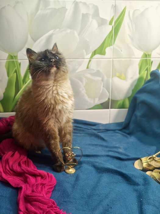 Кішечка в пошуках найкращої родини