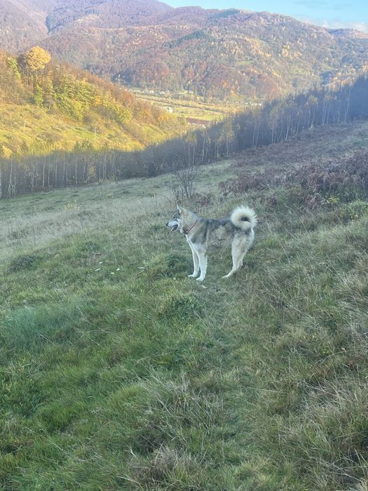 Продома собаку западно сибірську лайку кобель рік і чотири місяці