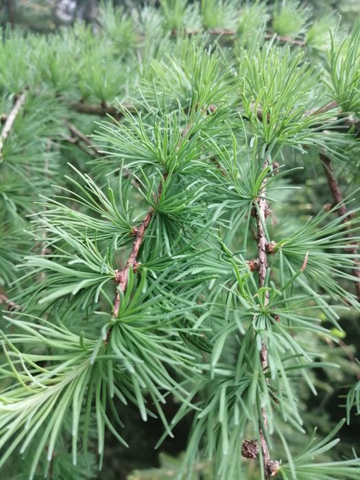 Syrop młode pędy modrzewia