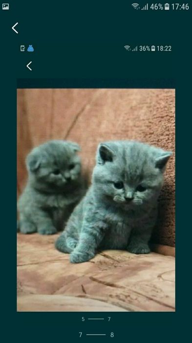 Шотландські ведмежата хлопчики