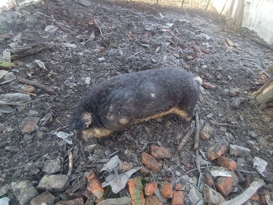 Кнур венгерська пухова мангалиця