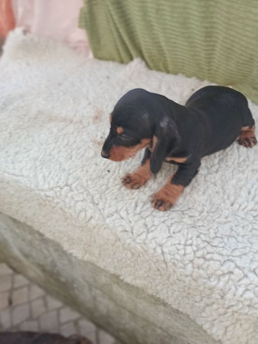 Excelente machoteckel miniatura