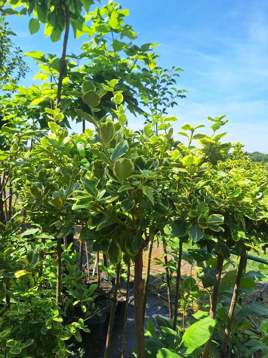 Klon palmowy,katalpa nana, akacja  wiśnia klon formy kuliste.