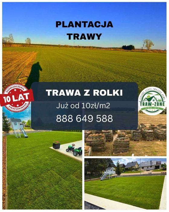 Trawa w rolce *Premium - PLANTACJA