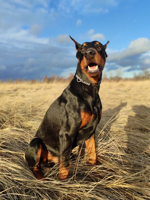 Вязка. Кобель ДОБЕРМАН 4 года Кривой Рог